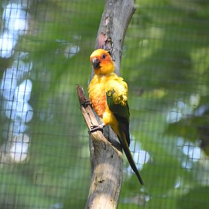Sun Conure