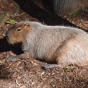Capybara