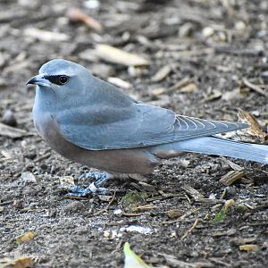 White-browed Woodswallow