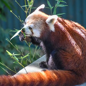 Red Panda