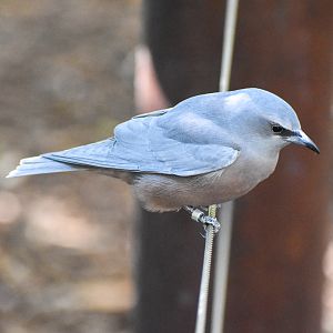 White-browed Woodswallow