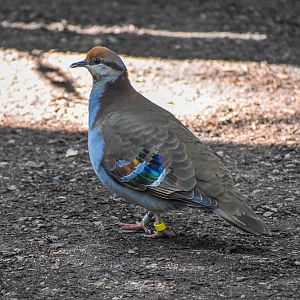 Brush Bronzewing