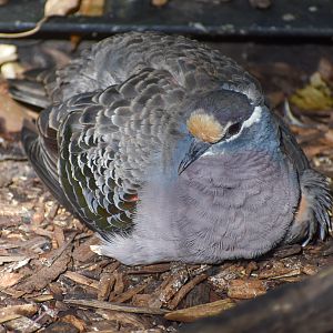 Common Bronzewing