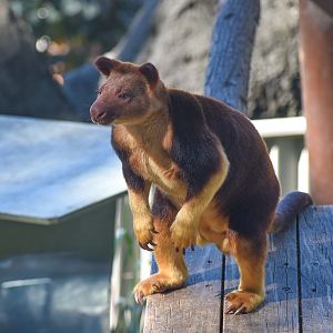 Goodfellow's Tree-Kangaroo