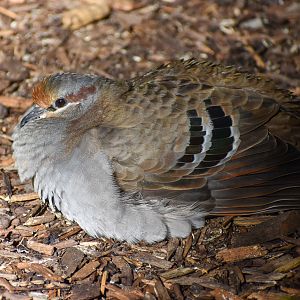 Brush Bronzewing