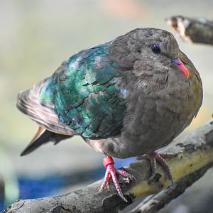 Pacific Emerald-Dove