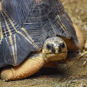 Radiated Tortoise