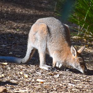 Red-necked Wallaby