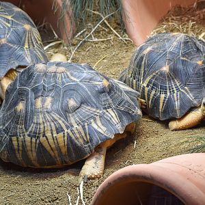 Radiated Tortoises