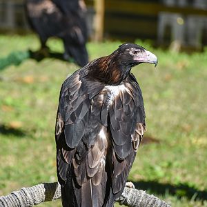 Wedge-tailed Eagle