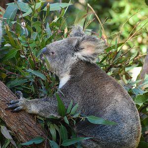 Koala