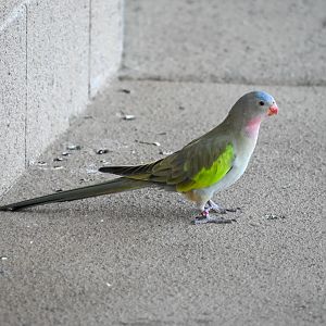 Princess Parrot