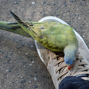 Princess Parrot chewing my shoelace