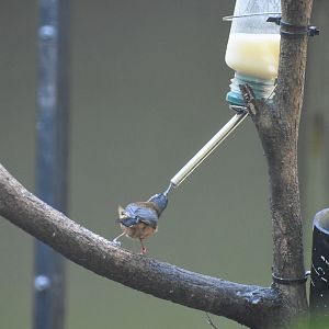 Eastern Spinebill feeding