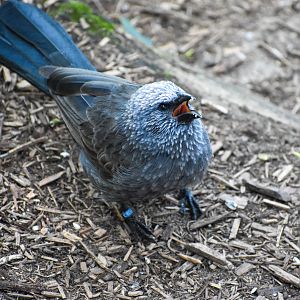 Apostlebird