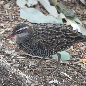 Buff-banded Rail