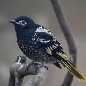 Regent Honeyeater