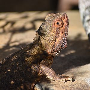 Central Bearded Dragon