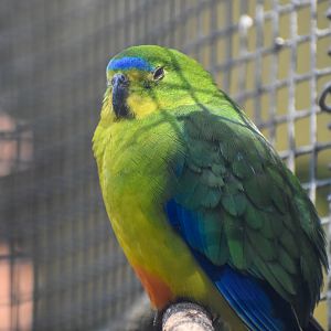 Orange-bellied Parrot