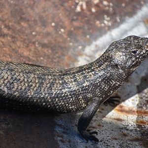 Cunningham's Skink