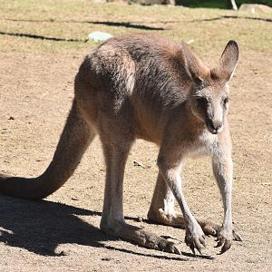 Eastern Grey Kangaroo