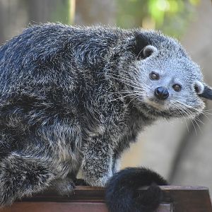 Binturong