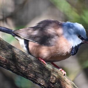 Black-throated Finch