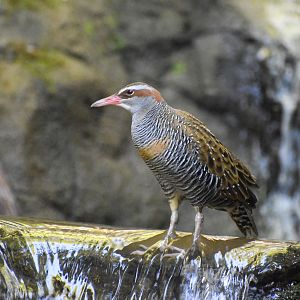 Buff-banded Rail