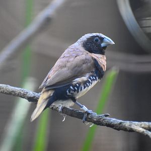 Chestnut-breasted Mannikin