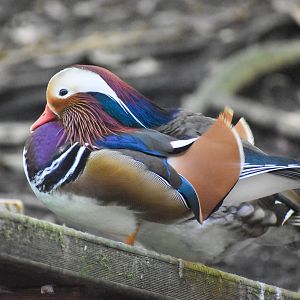 Mandarin Duck