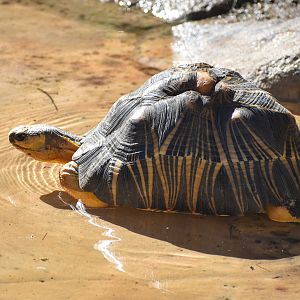 Radiated Tortoise