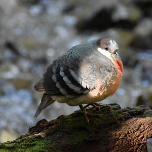 Luzon Bleeding-Heart