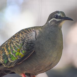 Common Bronzewing