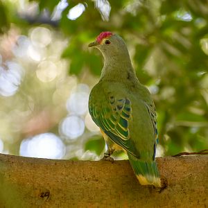 Rose-crowned Fruit-Dove