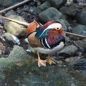Mandarin Duck