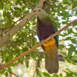 Wompoo Fruit-Dove