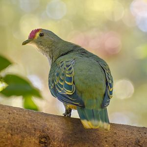 Rose-crowned Fruit-Dove