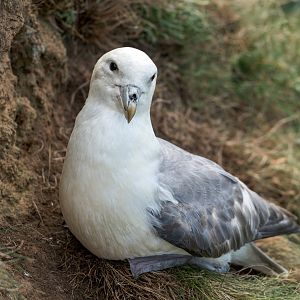 Fulmar (wild) UK