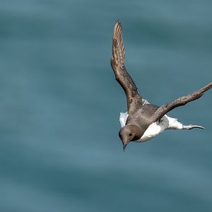 Guillemot (wild) UK