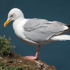 Herring Gull (wild) UK