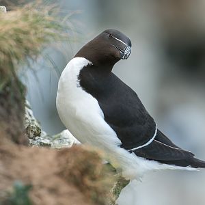 Razorbill (wild) UK