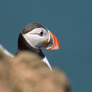Atlantic Puffin (wild) UK