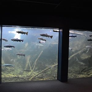 Grand Aquarium de Tourainne - Loire River Aquarium