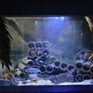 Grand Aquarium de Tourainne - Invasive crustaceans aquarium