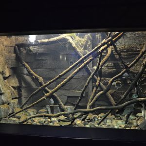 Grand Aquarium de Tourainne - Invasive species aquarium
