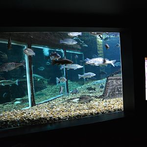 Grand Aquarium de Tourainne - Aquarium for sturgeons and other species