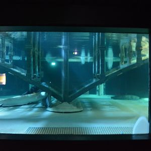 Grand Aquarium de Tourainne - Aquarium for Wells Catfishes