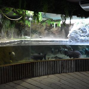 Grand Aquarium de Tourainne - Amazonas River Aquarium