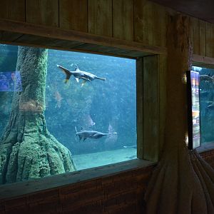 Grand Aquarium de Tourainne - Mississippi spoonfish and other south american species