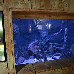 Grand Aquarium de Tourainne - Aquarium for axolotl and amecas